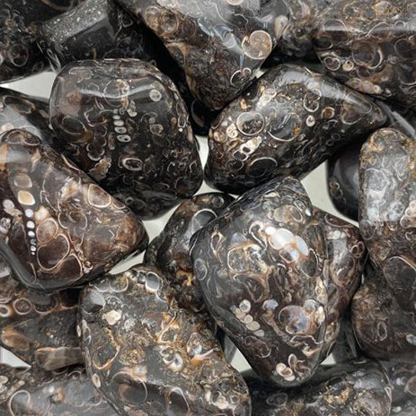 Turitella Agate