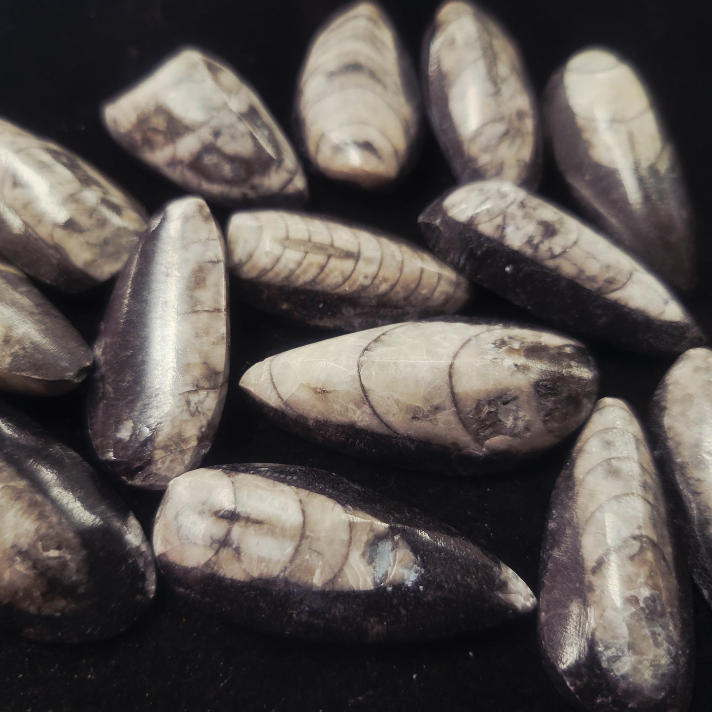 Orthoceras Fossil