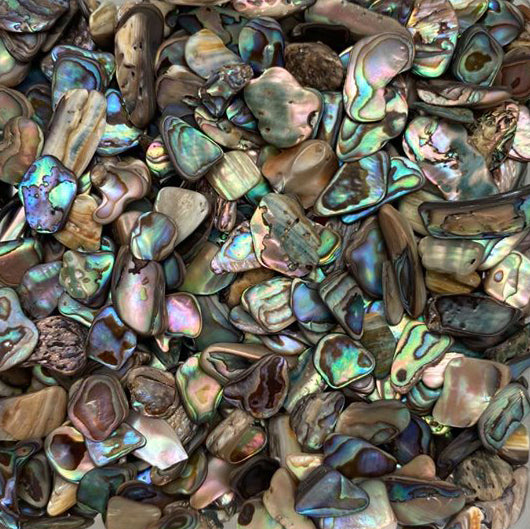 Abalone Shell Chip