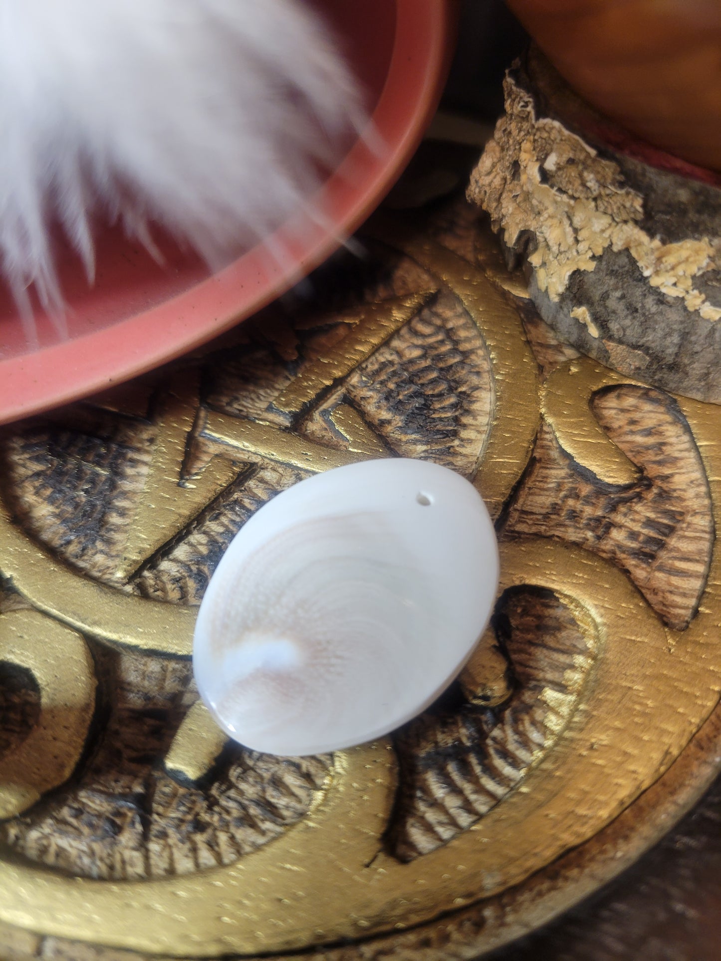 Shiva Eye Shell