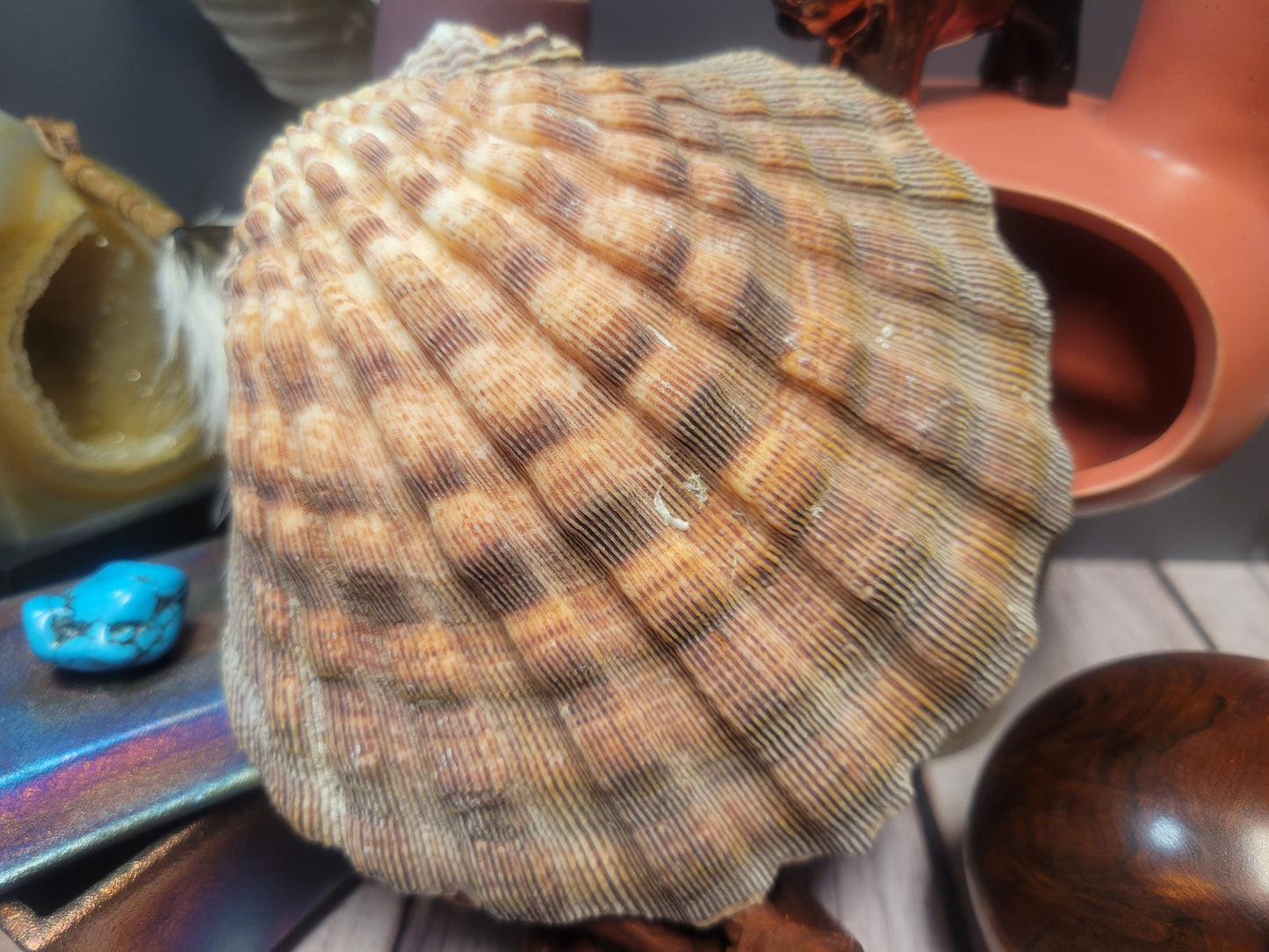 Lion's Paw Shell