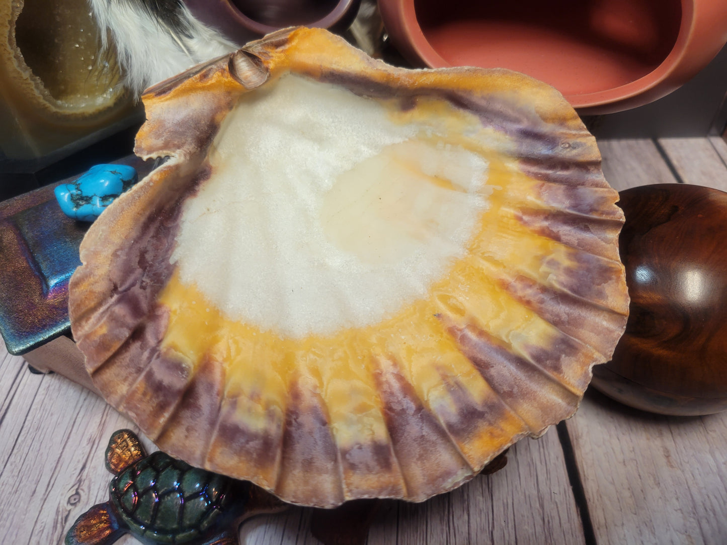 Lion's Paw Shell