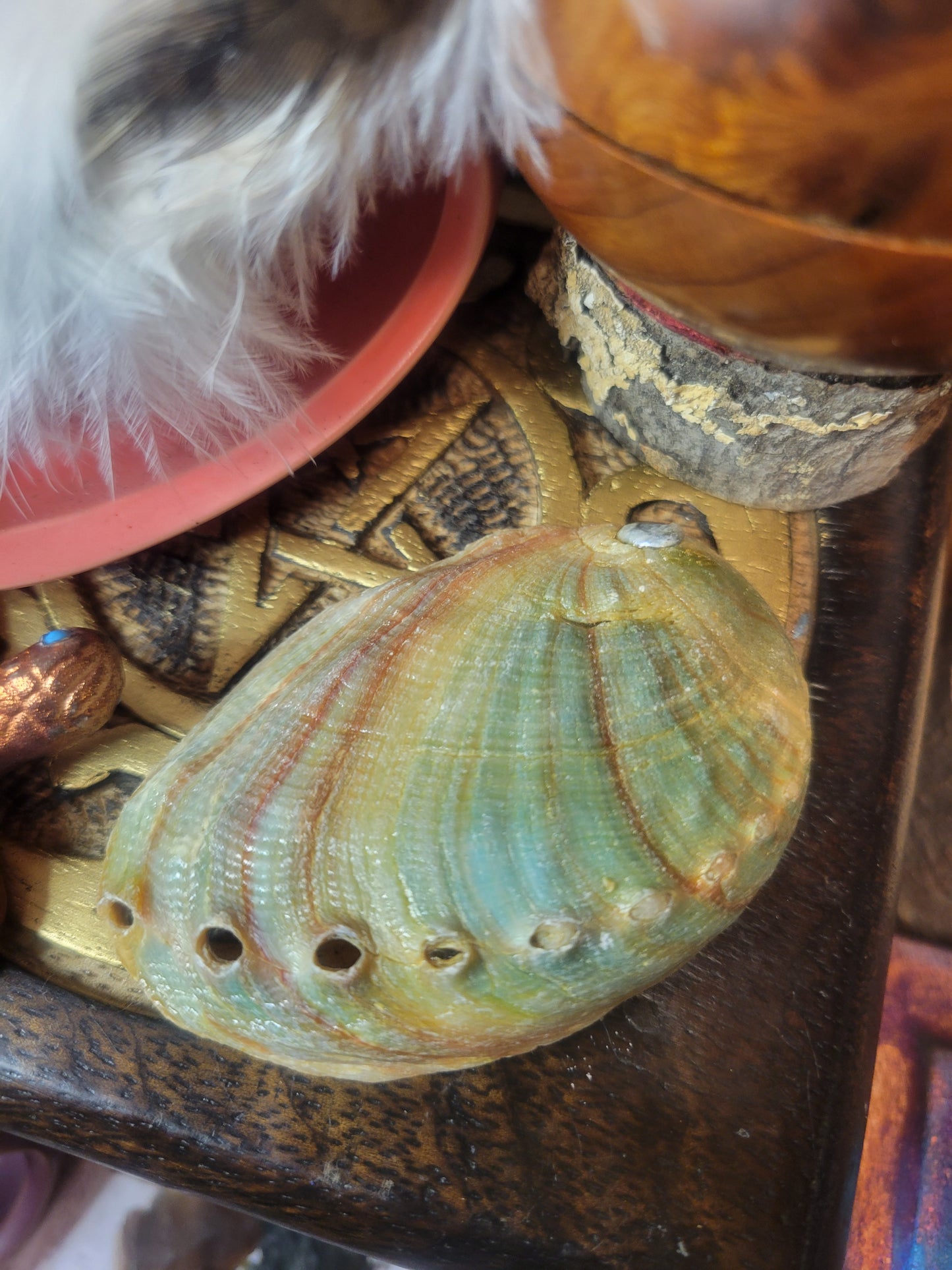 Abalone Shell, Small