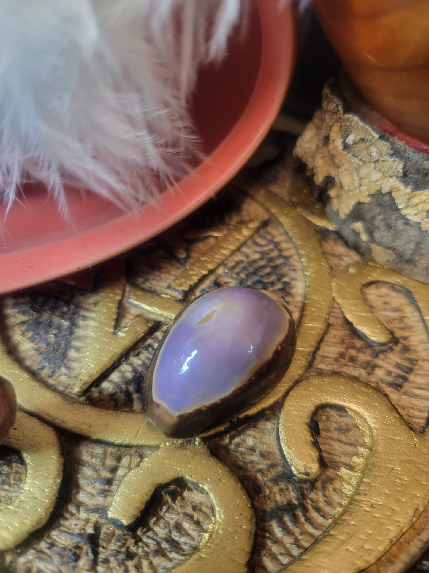 Purple Cowrie Shell