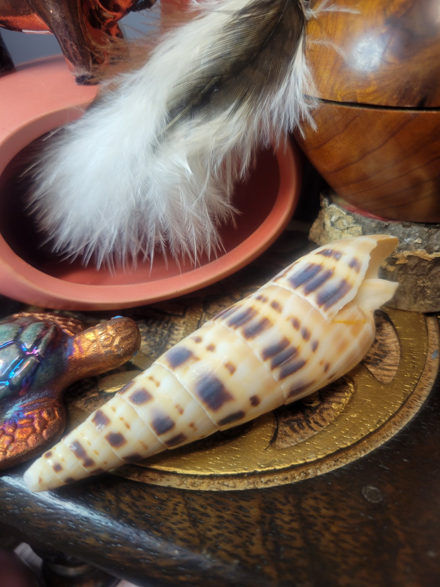 Terebra Maculata Shell