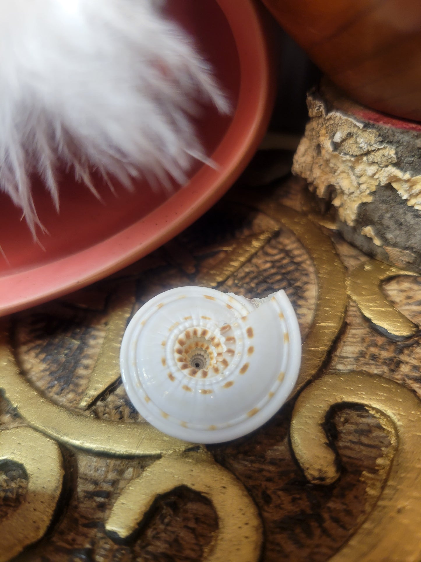 Tiger Moon Seashell