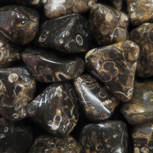 Turitella Agate