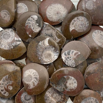 Ammonite Fossil Slice
