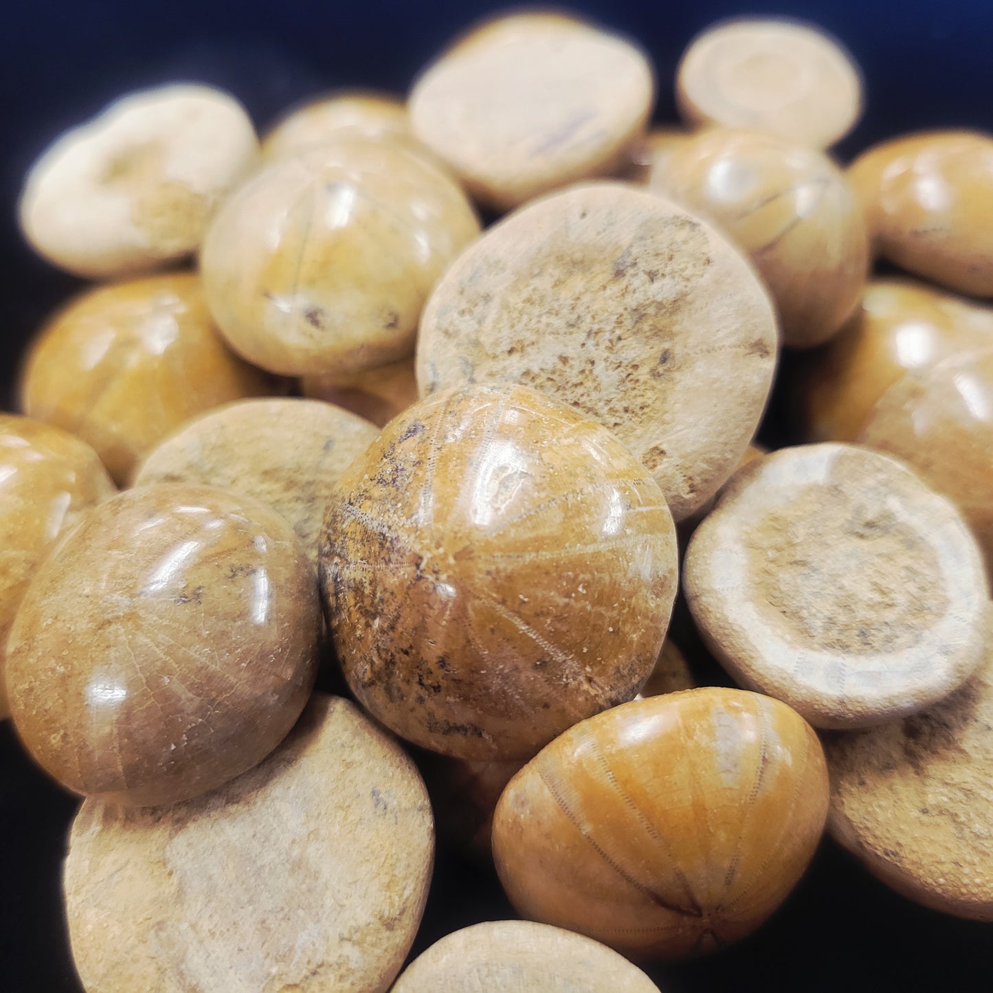 Sea Urchin Fossil, Polished