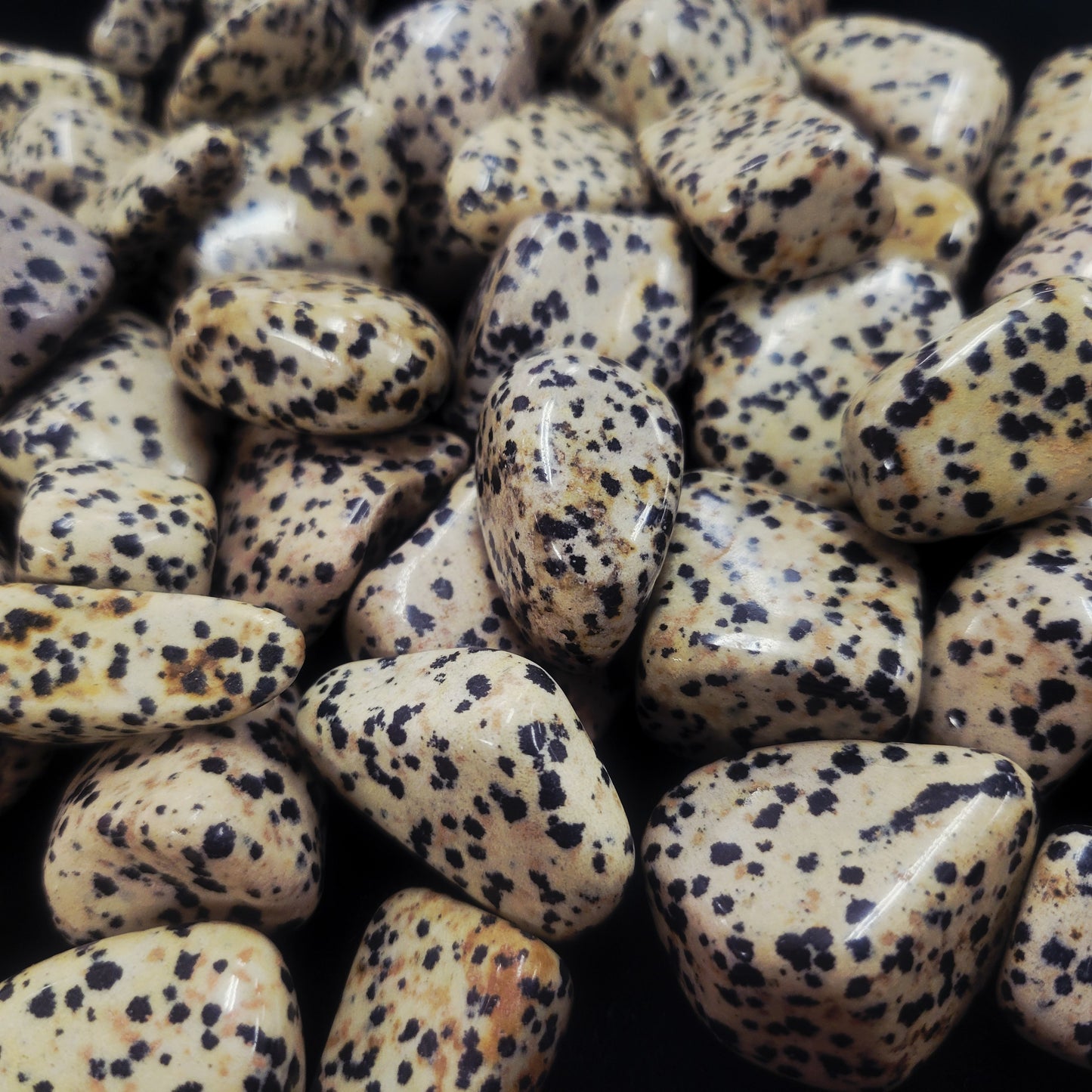Dalmation Jasper