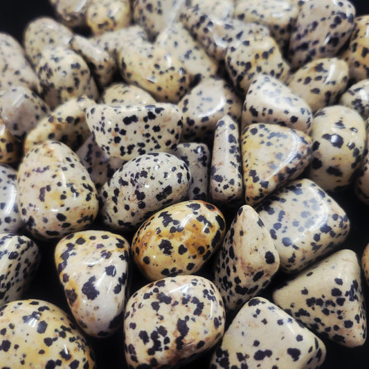 Dalmation Jasper