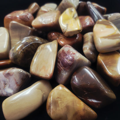 Petrified Wood
