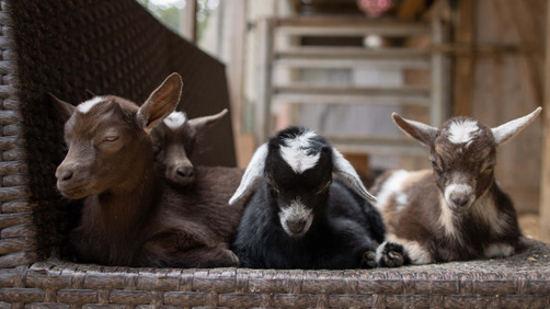 Goat Yoga with GGA Dwarf Goat Yoga