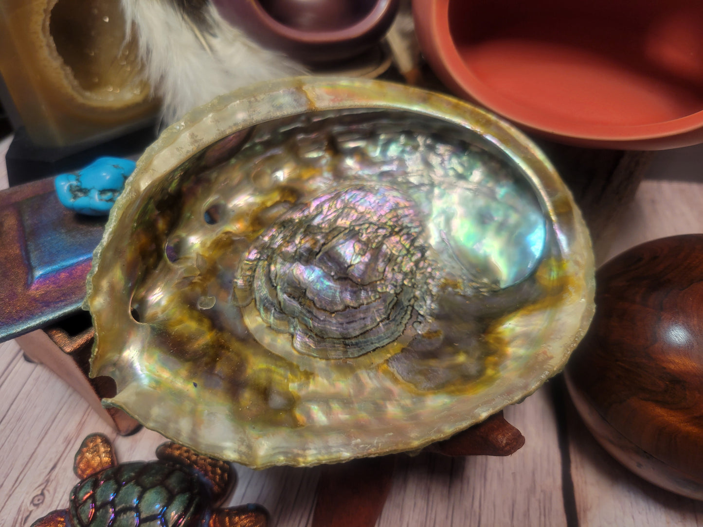 Abalone Shell, Med