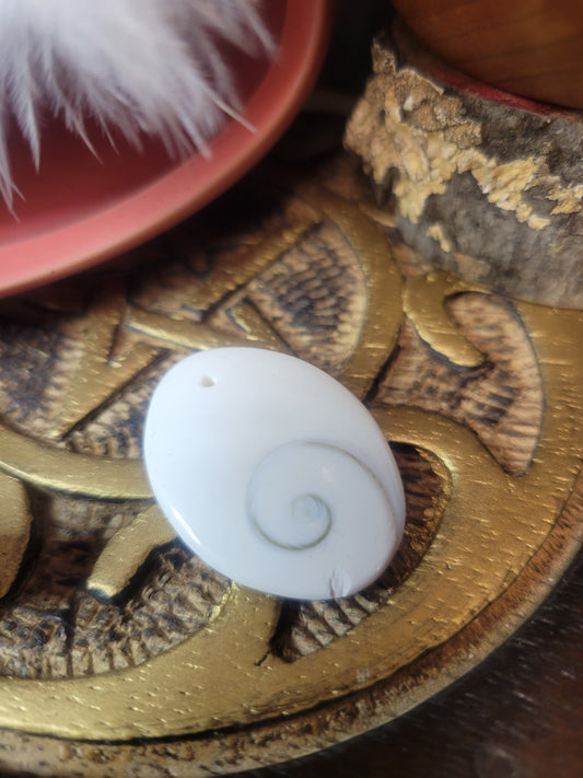 Shiva Eye Shell