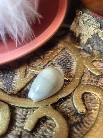 Cowrie Shell, Small