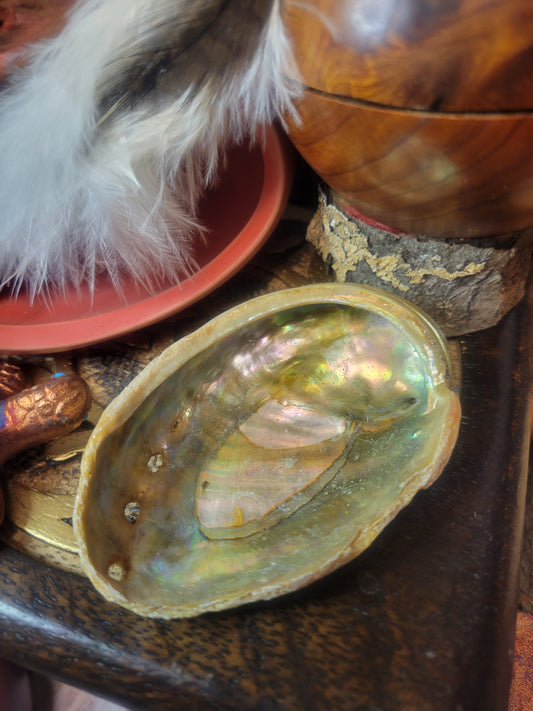 Abalone Shell, Small