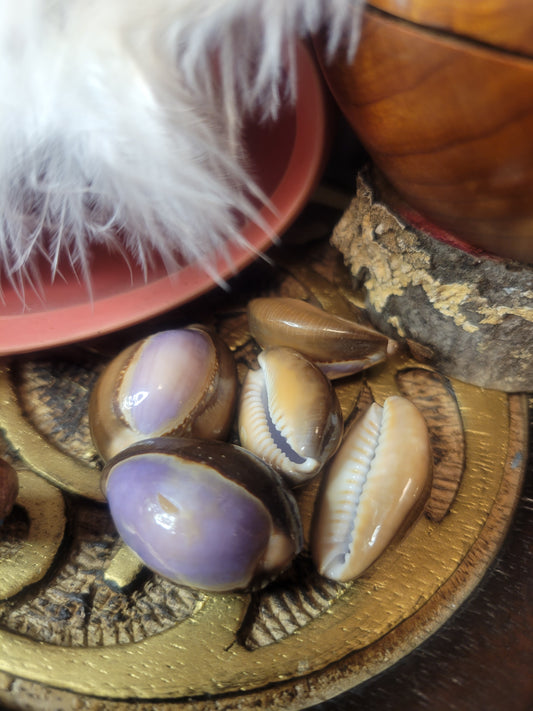 Purple Cowrie Shell